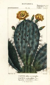Opuncie, Nopalea cochenillifera od Stanghi Stanghi
