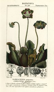Fialová láčkovka, Sarracenia purpurea od Stanghi Stanghi