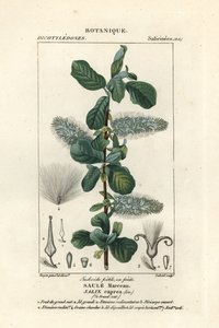 Pussy willow, Salix caprea od Stanghi Stanghi
