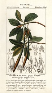 Červený mangrovník, Rhizophora mangle od Stanghi Stanghi