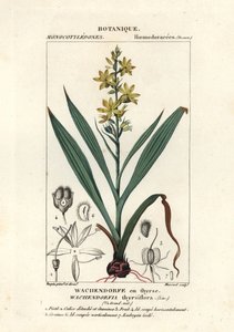 Červený kořen, Wachendorfia thyrsiflora od Stanghi Stanghi