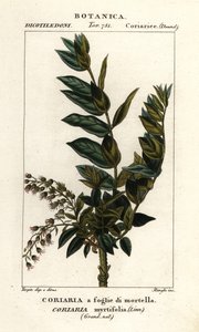 Redoul strom, Coriaria myrtifolia od Stanghi Stanghi