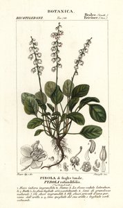 Zimozel okrouhlolistý, Pyrola rotundifolia od Stanghi Stanghi