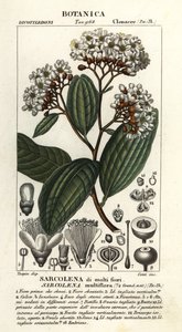 Sarcolaena multiflora od Stanghi Stanghi