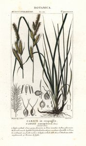 Ostřicová tráva, Carex caespitosa od Stanghi Stanghi