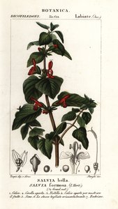 Šalvěj třapatá, Salvia formosa od Stanghi Stanghi