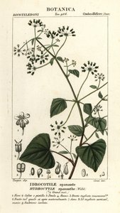 Spananthe paniculata Hydrocotyle spananthe, Idrocotile spanante od Stanghi Stanghi