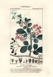Lžíce trebine, Cissus obovata od Stanghi Stanghi