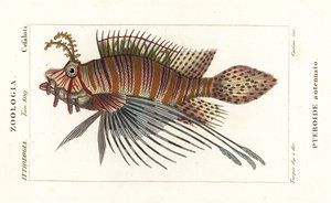 Perutýn skvrnitý, Pterois antennata od Stanghi Stanghi