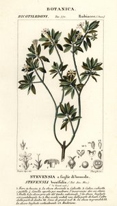 Stevensia buxifolia od Stanghi Stanghi