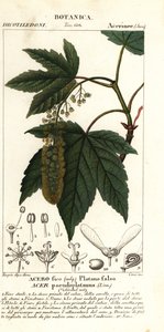 Javor klen nebo javor planetree, Acer pseudoplatanus od Stanghi Stanghi
