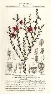 Tetratheca glandulosa od Stanghi Stanghi