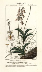 Orchidej Tolumnia guttata od Stanghi Stanghi