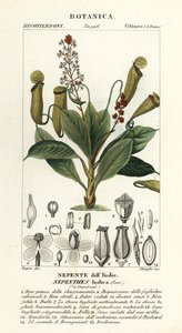 Tropická láčkovka, Nepenthes destilatoria od Stanghi Stanghi