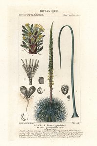 Dvoukvětá agáve, Agave geminiflora od Stanghi Stanghi