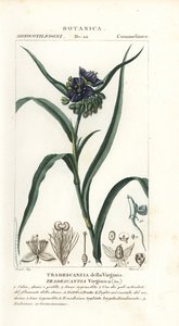Spiderwort virginský, Tradescantia virginiana