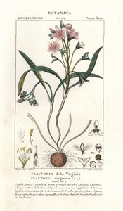 Virginia springbeauty, Claytonia virginica od Stanghi Stanghi