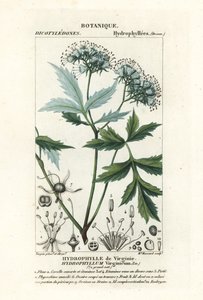 Virginia waterleaf, Hydrophyllum virginianum od Stanghi Stanghi