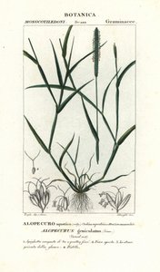 Liška vodní, Alopecurus geniculatus od Stanghi Stanghi