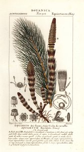 Přeslička vodní, Equisetum fluviatile od Stanghi Stanghi