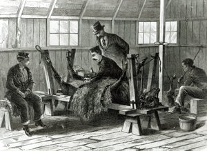 Odebírání viru z telete, ilustrace z „Harper