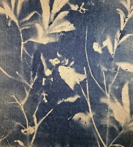 Modré botanické stíny