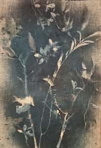 Modrá botanická studie od Stefano Mazzolini