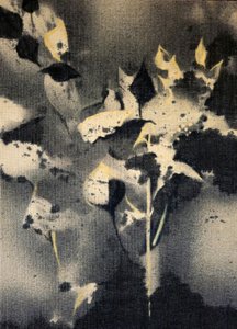 Tmavé botanické formy od Stefano Mazzolini
