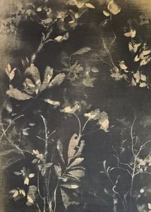 Temná botanická studie od Stefano Mazzolini