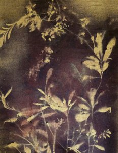 Temná botanická studie od Stefano Mazzolini