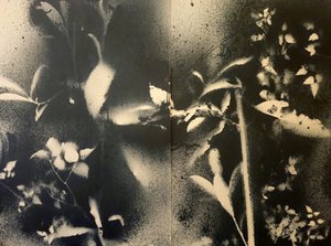 Éterické botanické formy od Stefano Mazzolini