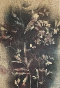 Vybledlé botanické formy od Stefano Mazzolini
