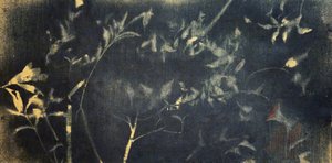 Botanická studie v indigu