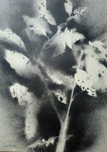 Monochromatická botanická studie od Stefano Mazzolini