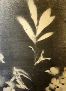 Výrazná botanická silueta od Stefano Mazzolini