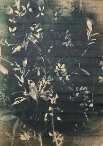 Vintage botanické siluety od Stefano Mazzolini