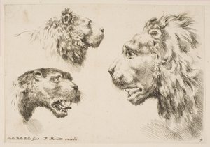 Hlavy tří lvů, ca. 1641. od Stefano della Bella