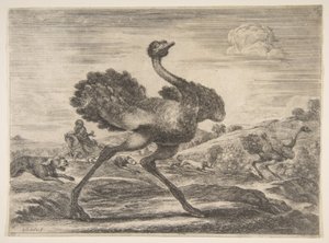 Lov na pštrosy, od Zvířecí hony Lovy na různá zvířata, ca. 1654. od Stefano della Bella