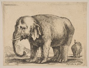 Deska 10: slon, z Různá zvířata Diversi animali, ca. 1641. od Stefano della Bella