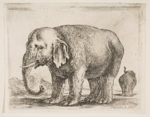 Deska 10: slon, z Různá zvířata Diversi animali, ca. 1641. od Stefano della Bella