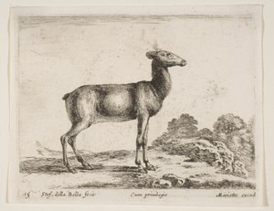 Deska 15: laň, z Různá zvířata Diversi animali, ca. 1641. od Stefano della Bella