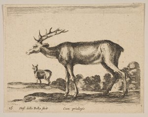 Deska 16: jelen, z Různá zvířata Diversi animali, ca. 1641. od Stefano della Bella