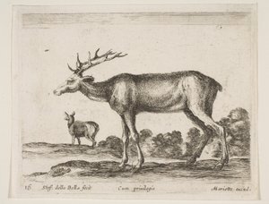 Deska 16: jelen, z Různá zvířata Diversi animali, ca. 1641. od Stefano della Bella