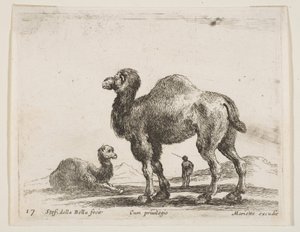 Deska 17: velbloudi, z Různá zvířata Diversi animali, ca. 1641. od Stefano della Bella