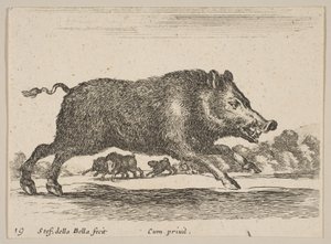 Deska 19: divočák, z Různá zvířata Diversi animali, ca. 1641. od Stefano della Bella