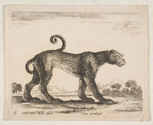 Talíř 9: leopard, z 