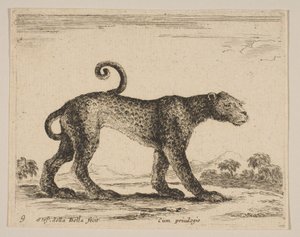Deska 9: leopard, z Různá zvířata Diversi animali, ca. 1641. od Stefano della Bella