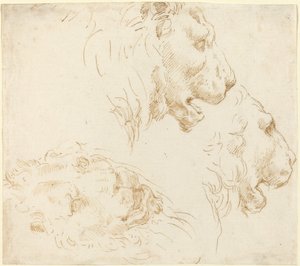 Studie lví hlavy. od Stefano della Bella