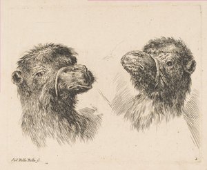 Dvě velbloudí hlavy, ca. 1641. od Stefano della Bella