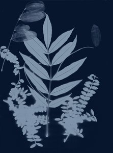 Cyan Foliage 01, 2017 (digitální) od Stephen Dow